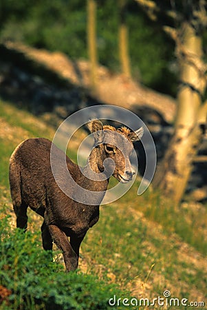 Bighorn Sheep Lamb
