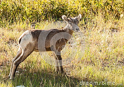 Bighorn sheep lamb