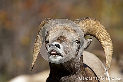 Bighorn Sheep Lip Curl