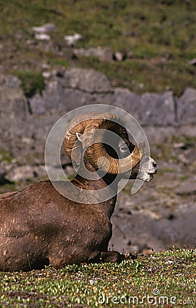 Bighorn Sheep Ram