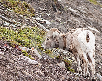 Bighorn sheep Ram