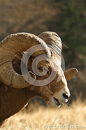 Bighorn sheep ram