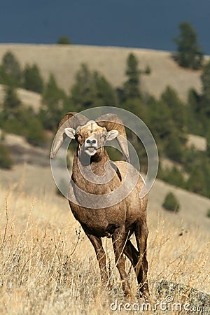 Bighorn sheep ram