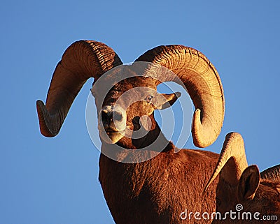 Bighorn sheep ram with blue sky