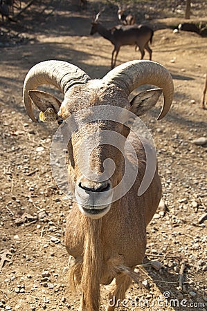 A bighorn sheep ram is making eye contact.