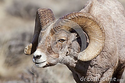 Bighorn sheep ram in rut