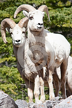 Bighorn sheep Rams