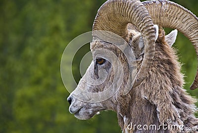 Bighorn sheep in the Rocky Mountains