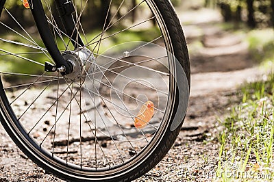 Bike wheel on forest path.