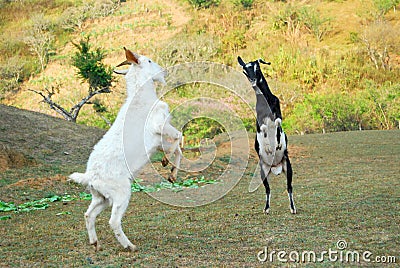 billy-goat-fight-23719546.jpg