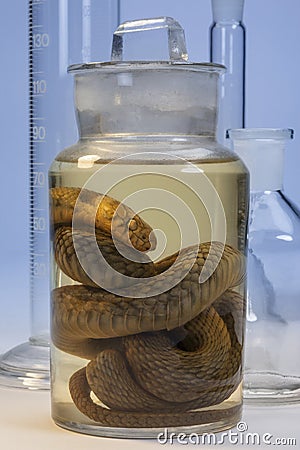 Biological Specimen - Snake Stock Images - Im