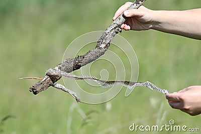 Biologist holding snake skin