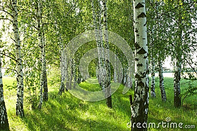 Birch forest. Birch Grove. White birch trunks.