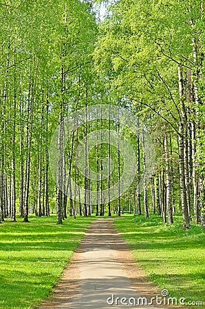 Birch trees in spring park