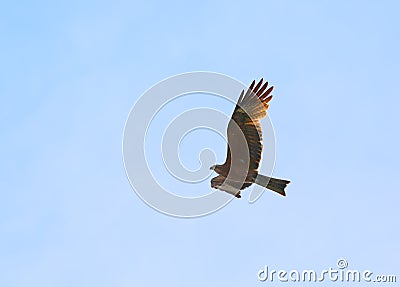 Bird animal eagle flying