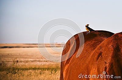 Bird on the Back of a Horse