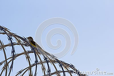 Bird on a barbed wire