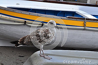 Bird & Boat in Capri