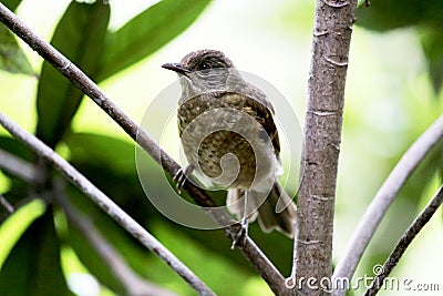 Bird on the branch