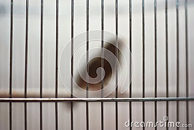 Bird in a cage