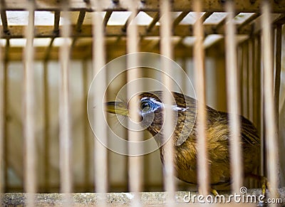 Bird in cage