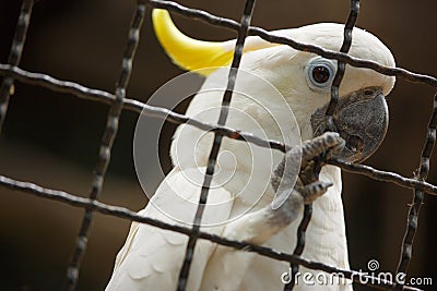 Bird in a cage.