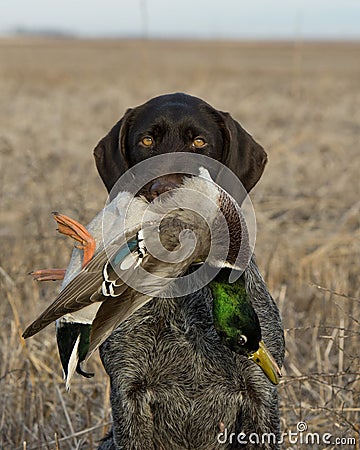 Bird Dog