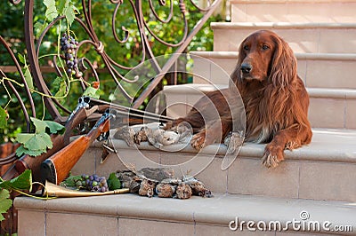 Bird dog and trophies