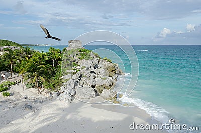 Bird flying over Mayan ruins at tulum,cancun,mexico