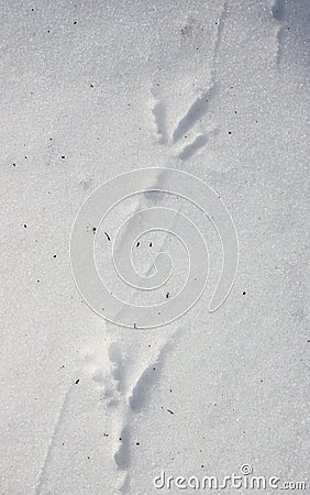 Bird footprints on snow