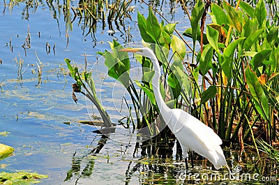 Bird: Great White Egret