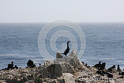 Bird Island