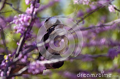 Bird - Laughing Kookaburra (Dacelo novaeguineae)