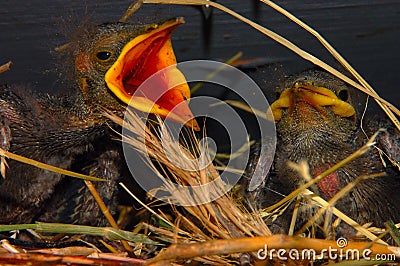 Bird With Mouth Open Stock Photography - Image: 5230262