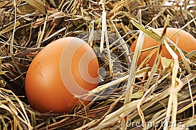 Bird nest with three eggs isolated