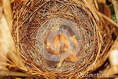 Bird nest with two chicks sleeping