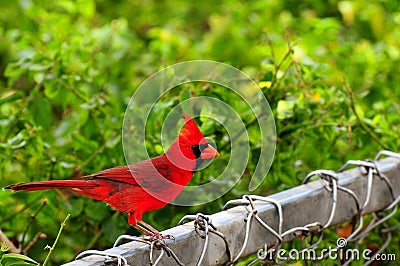 Bird, Northern Cardinal