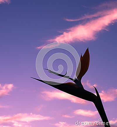 Bird of Paradise Flower silhouette