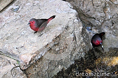 Bird, red & grey Finch