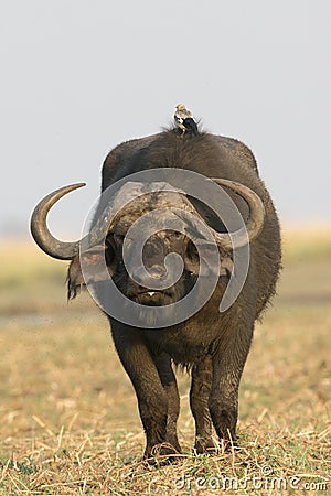 A bird riding on back of cape buffalo