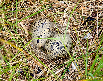 Bird s eggs in nest