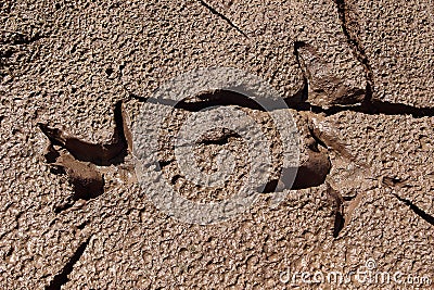 Bird s footprints in soft mud