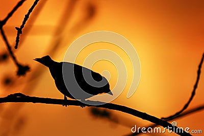Bird Silhouette on a Branch