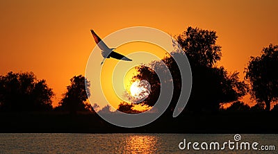 Bird silhouette on sunset background
