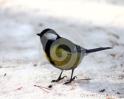 Bird standing in snow
