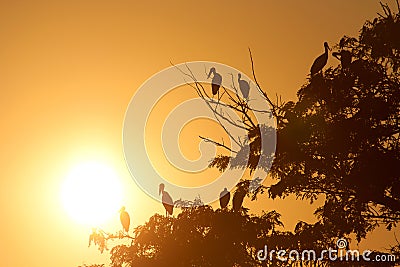 Bird and tree silhouette