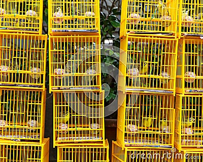 Birds in cage at birds market