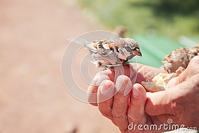 Birds eating bread over hand of old man in a park.