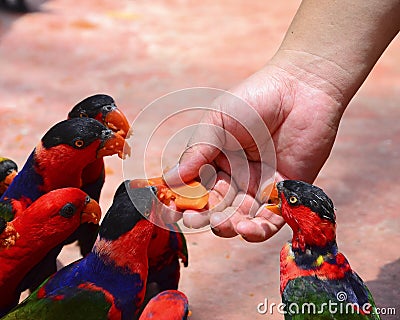 Birds eating fruit from hand