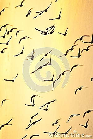Birds in flight background